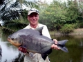 Black Piranha