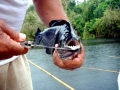 Black Piranha