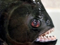 Black Piranha
