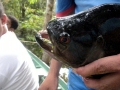 Black Piranha