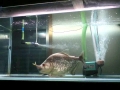 Black Piranha
