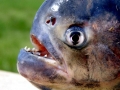 Black Piranha