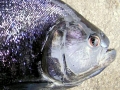 Black Piranha