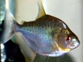 Black Piranha