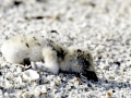 Black Skimmer