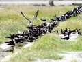 Black Skimmer