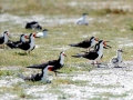 Black Skimmer