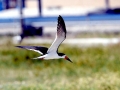 Black Skimmer