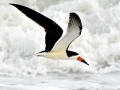 Black Skimmer
