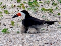 Black Skimmer