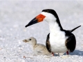 Black Skimmer