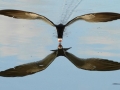 Black Skimmer