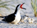 Black Skimmer