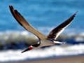Black Skimmer
