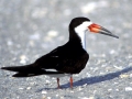 Black Skimmer