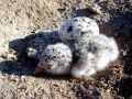 Black Skimmer
