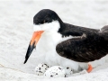 Black Skimmer