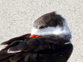 Black Skimmer