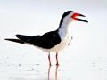 Black Skimmer