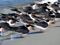 Black Skimmer