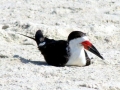 Black Skimmer