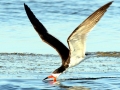 Black Skimmer