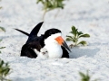 Black Skimmer