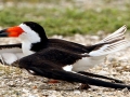 Black Skimmer