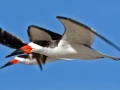 Black Skimmer