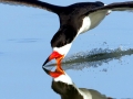 Black Skimmer