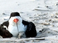 Black Skimmer