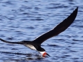 Black Skimmer