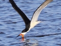Black Skimmer