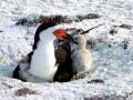 Black Skimmer