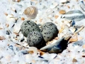 Black Skimmer