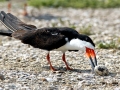 Black Skimmer