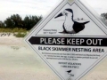 Black Skimmer