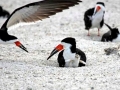 Black Skimmer
