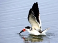 Black Skimmer
