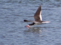 Black Skimmer