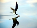 Black Skimmer