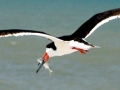 Black Skimmer