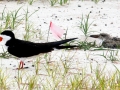 Black Skimmer