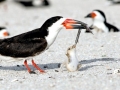 Black Skimmer