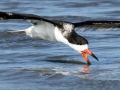 Black Skimmer