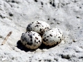 Black Skimmer