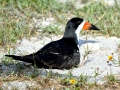 Black Skimmer