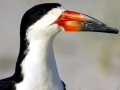 Black Skimmer