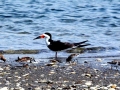 Black Skimmer