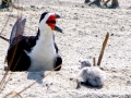 Black Skimmer